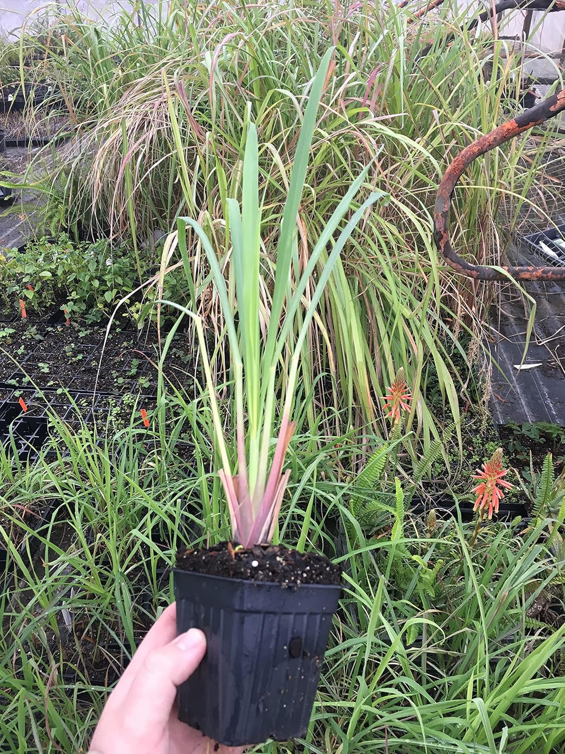 Lemongrass Plant- 3 Seperate in 2.25 Inch Size! Non GMO! Organic! Also Known As Fever Grass, Cymbopogon Citratus/by Daylily Nursery