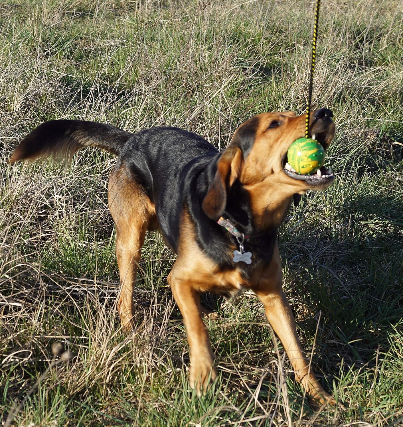 Dingo Fetch Ball Made of Hard Rubber with Knobs and String, Small, for Aport Game Dog Training 17321