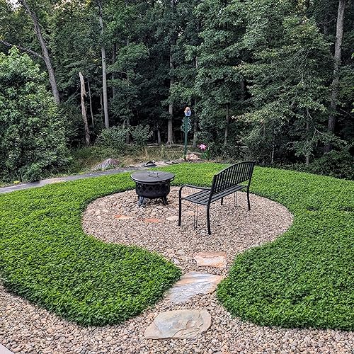 Miniatura 7 de Outsidepride - Semillas MiniClover blancas