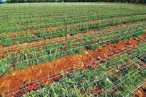 Miniatura 4 de Tenax Hortonova Plant Trellis Net Lm, 67 pulgadas x 328 pies, color blanco