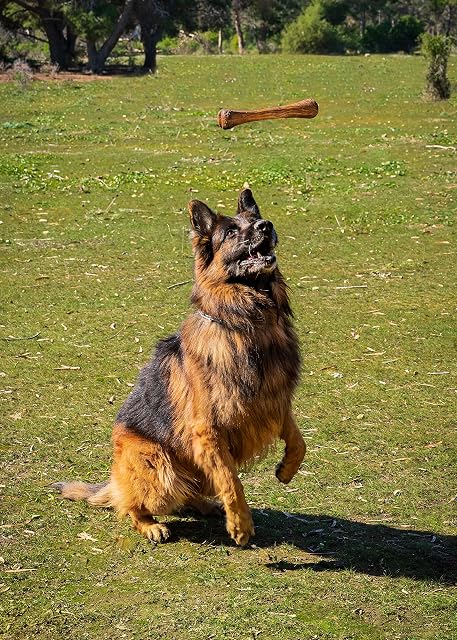 Foto 5 de 8 de Darido Olibone mordedor de Madera de Olivo - Juguete para Perros con Sabor Natural