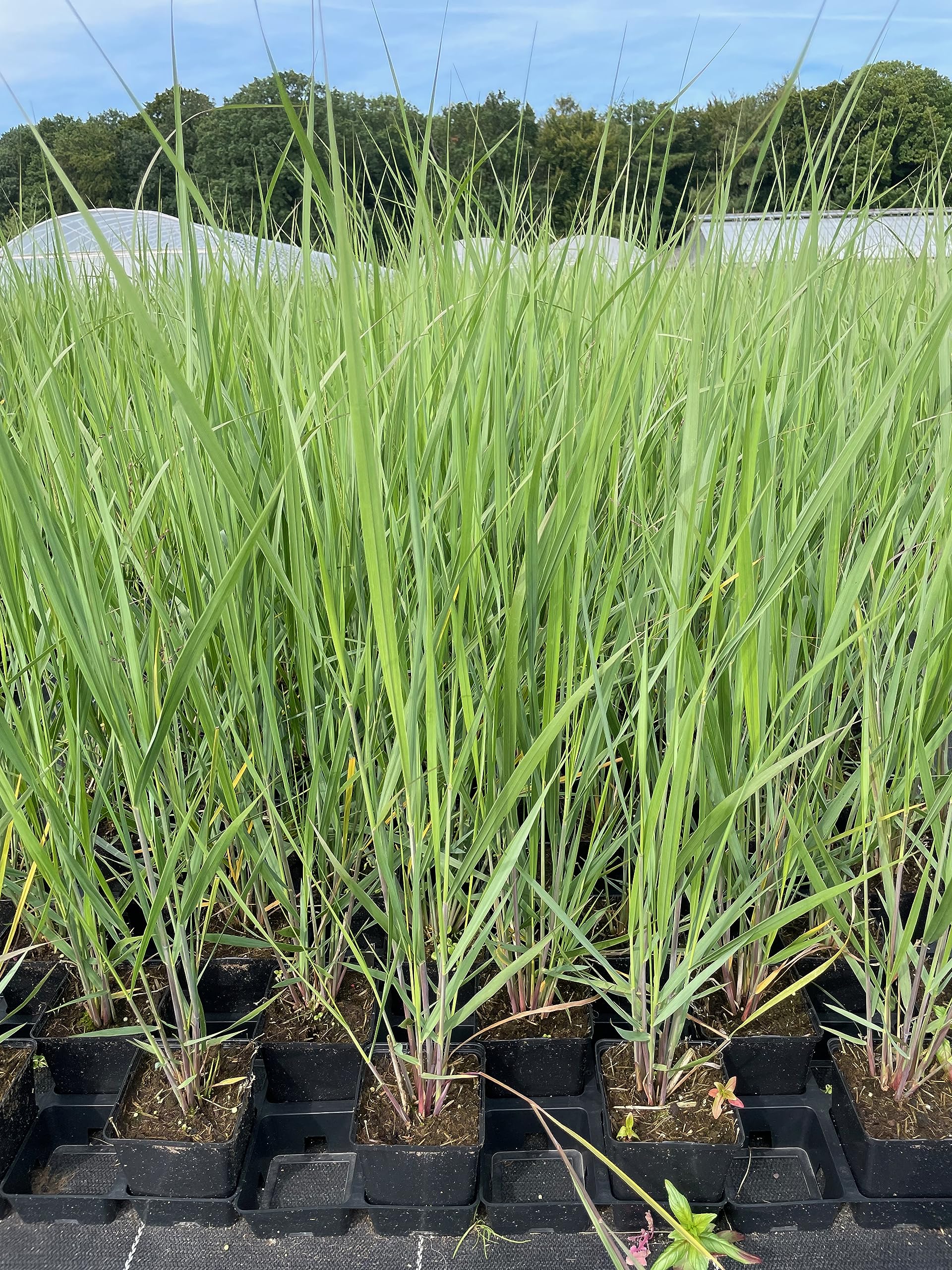 Stauden Gänge 3 x Panicum virgatum 'Northwind' im 1 Liter Topf (Ziergras/Gräser/Winterhart/Mehrjährig/Staude) Reisen Rutenhirse - TOP SORTE/EXTREM AUFRECHT - Perfekt für als Sichtschutz