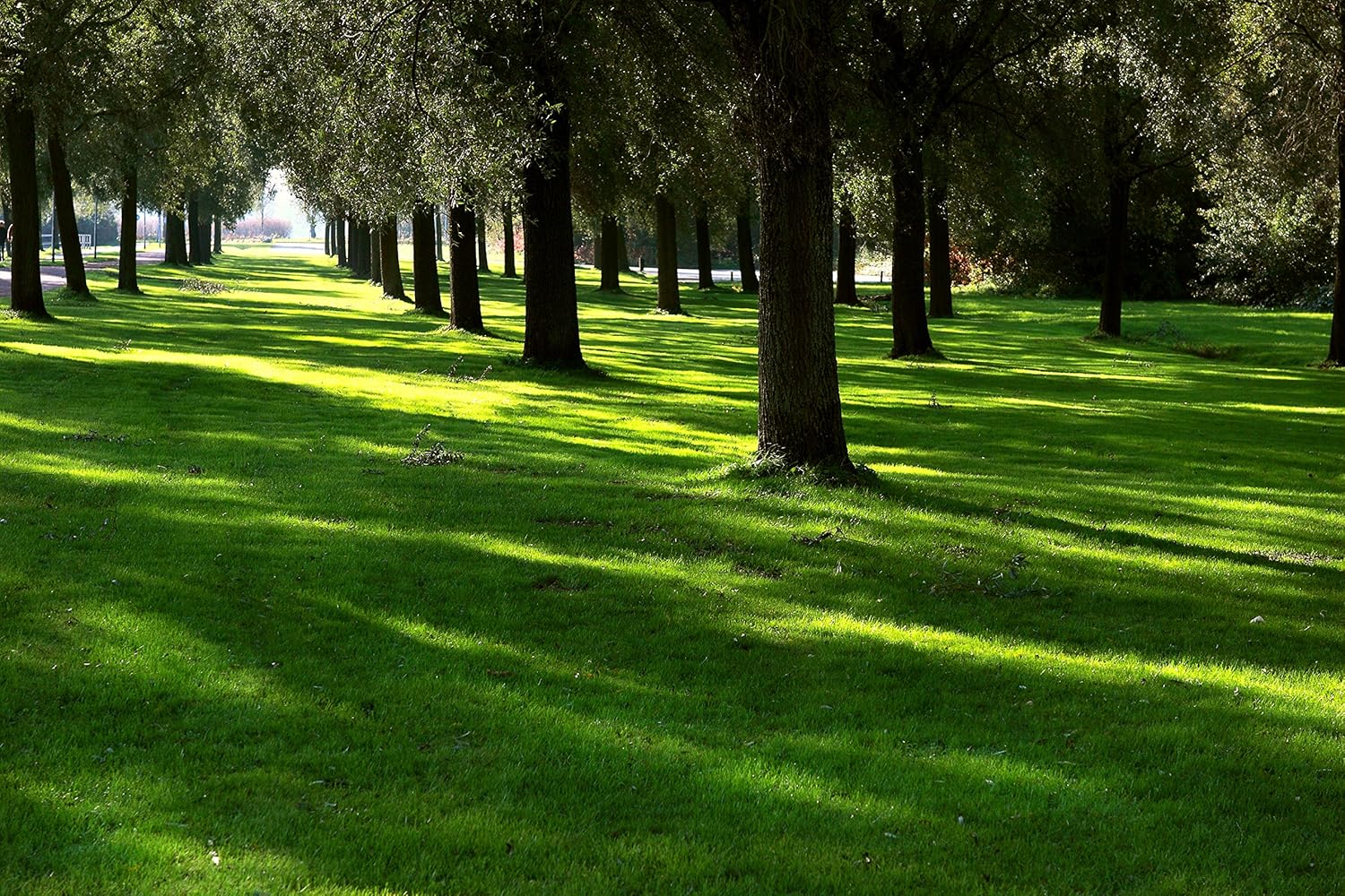 Lesco Shade Mix Grass Seed - 50 lb Bag