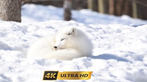 Wild Arctic Relaxation ScreenSaver for TV, Apple TV, PC
