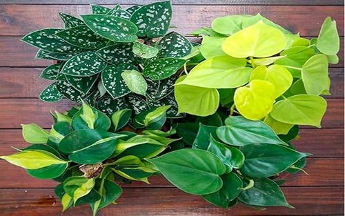 The pothos plant prosperous and wealth grows