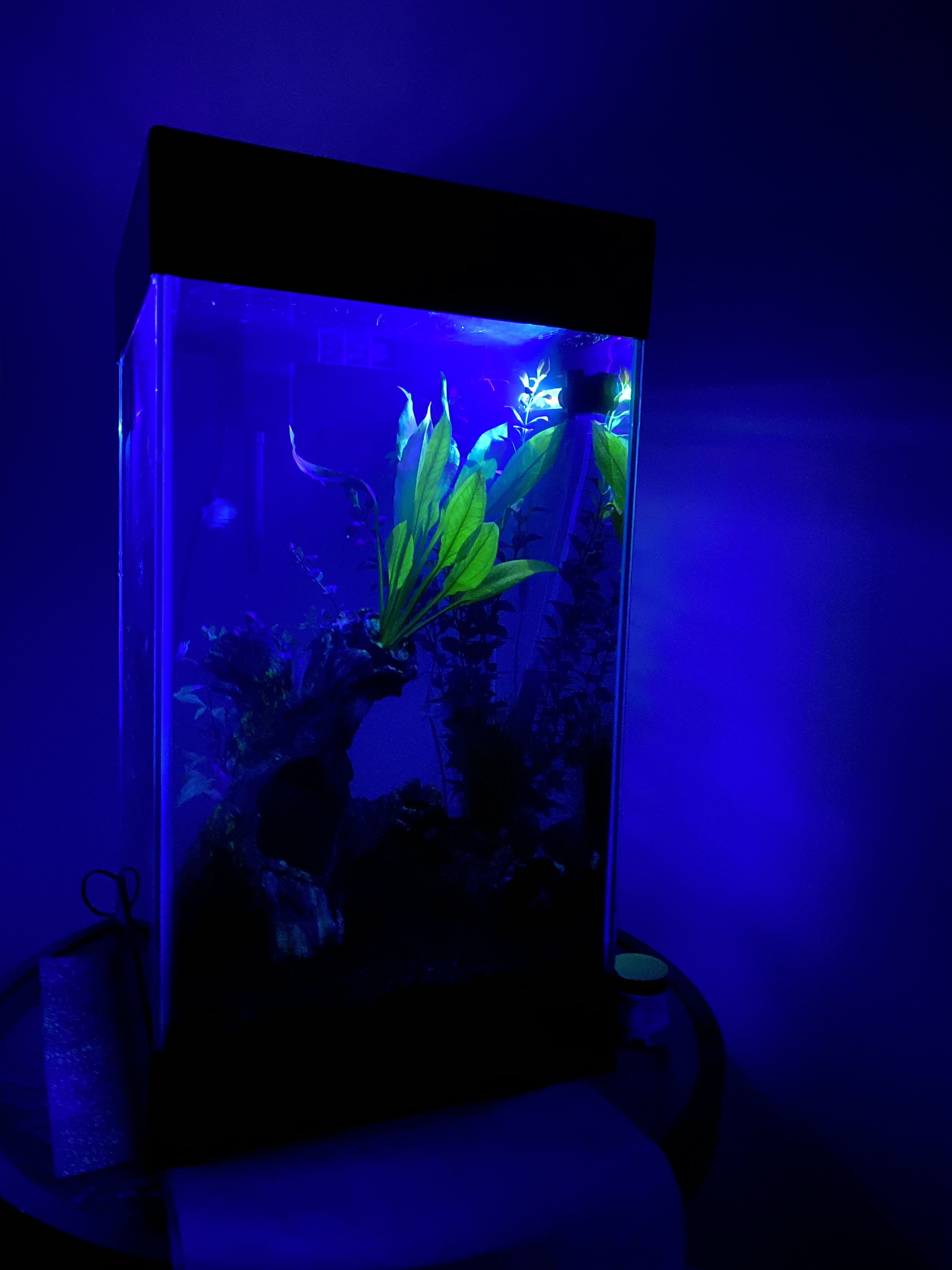 1/mo Finance PULACO 1 Watt Aquarium Fish Tank Air Stone with