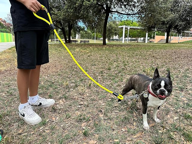 Foto 4 de 5 de Correa antitirones para Perros con Muelle. Amarillo, 120 cm