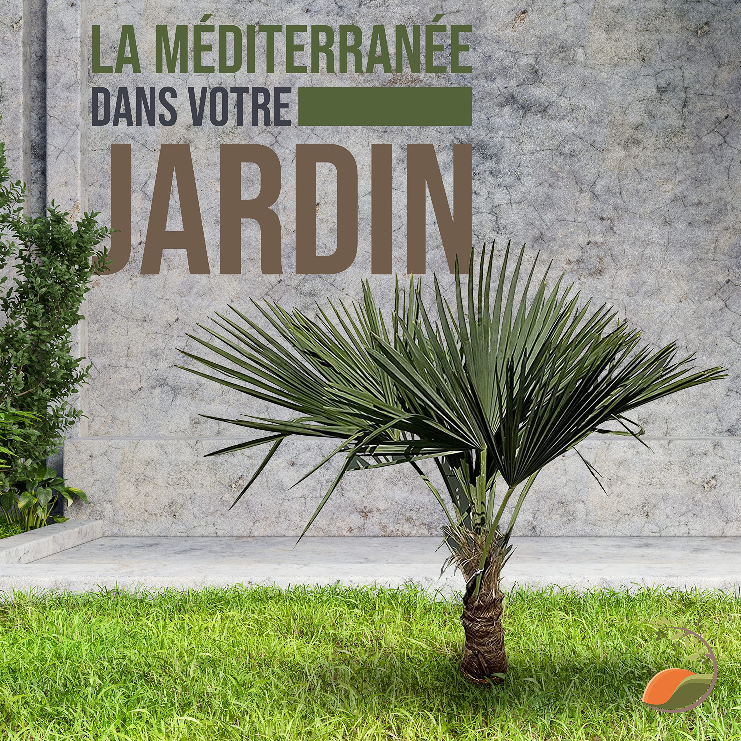 Tropictrees Trachycarpus Fortunei palmier à chanvre avec une hauteur de tronc de 30-40 cm | Hauteur 140cm | feuilles vertes | Paume pour l'intérieur et l'extérieur