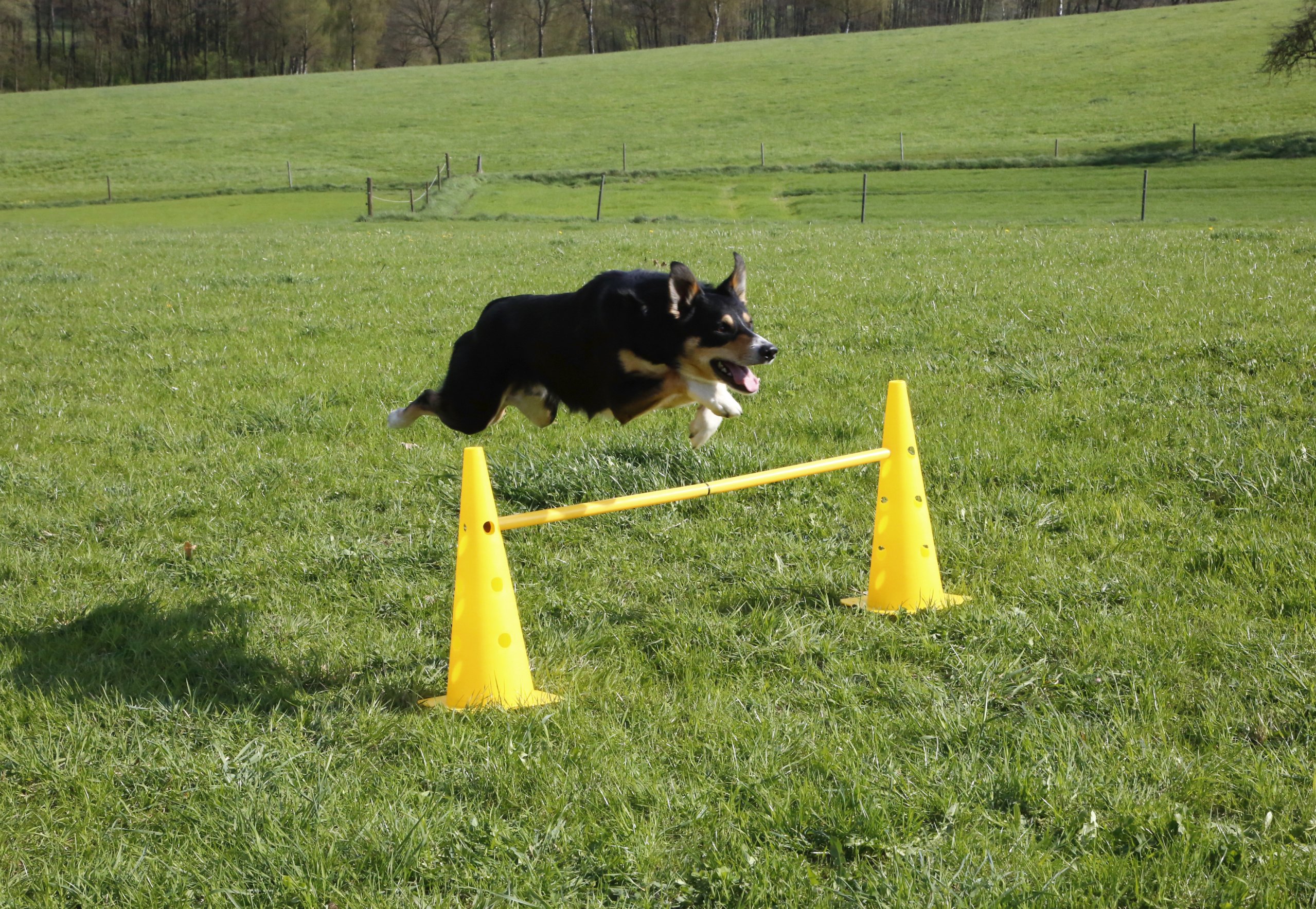 KERBL 81994 Agility Lot Cônes/Barres d'Obstacle pour Chien