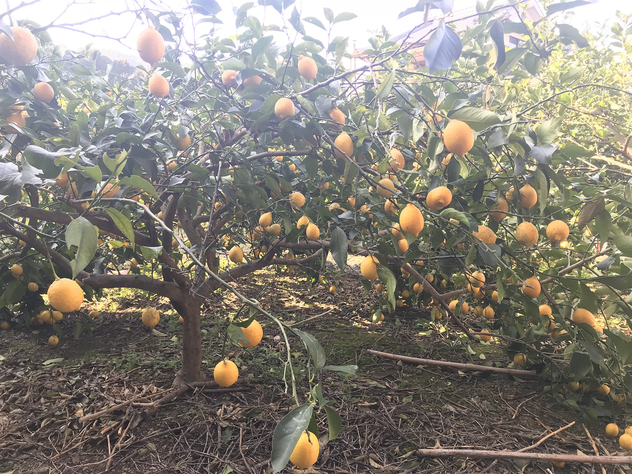 Amazon.co.jp: レモン 国産【愛媛県産】無農薬 瀬戸内 ｜約2.5kg｜S