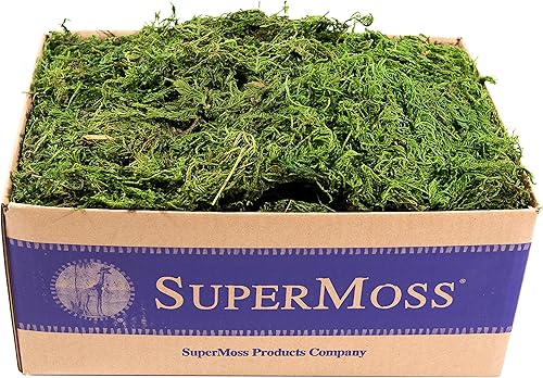 SuperMoss. Musgo de bosque conservado., Verde fresco