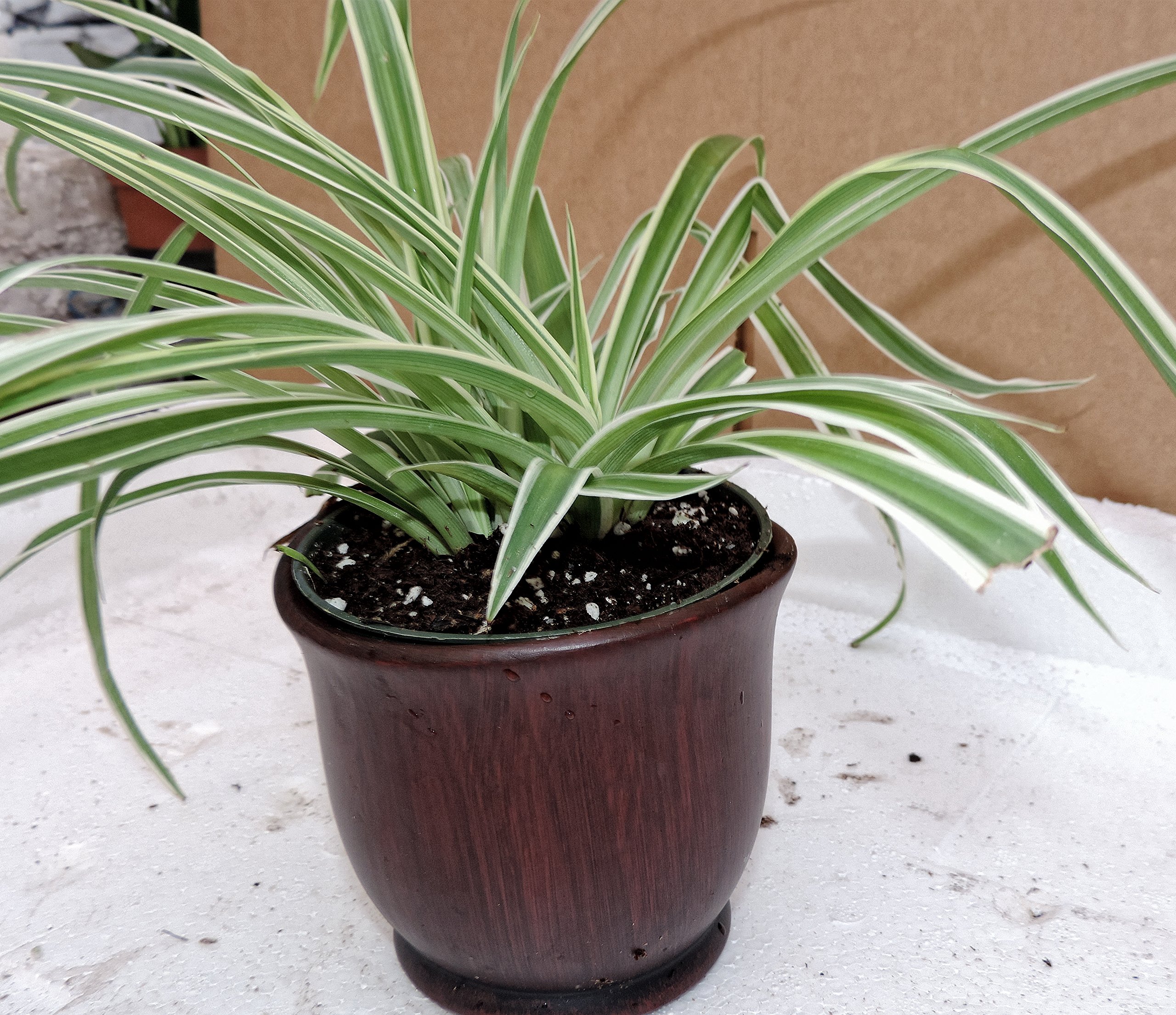 spider plant variegated Spider Plant Chlorophytum comosum main image 0