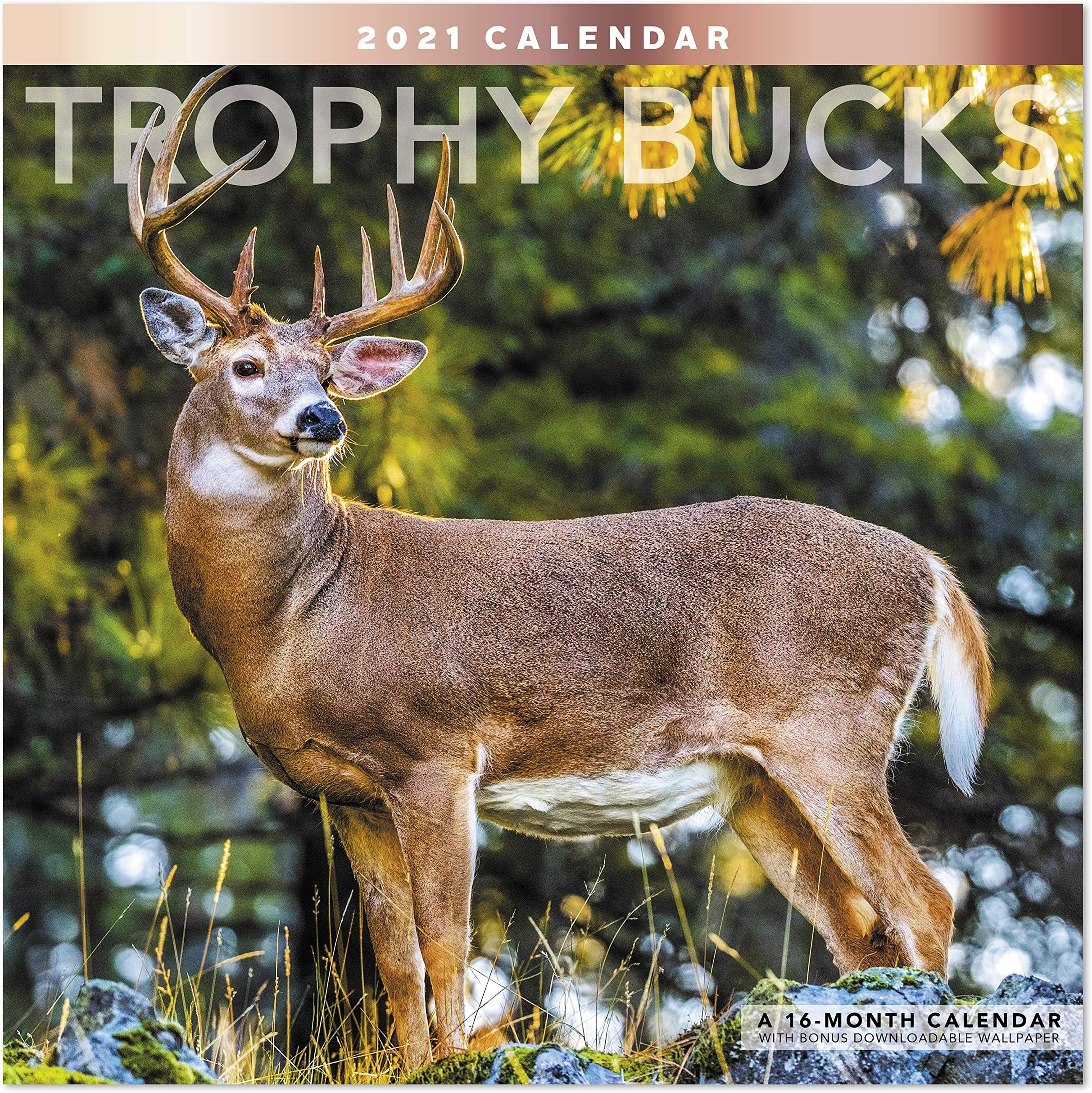 Willow Creek Press Catastrophe Monthly 2025 Wall Calendar