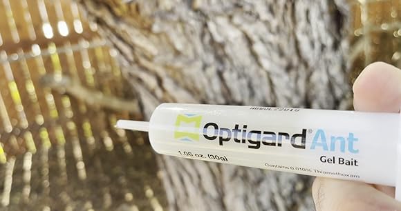 Amazon.com : Syngenta - TRTD11568 - Optigard Ant Bait Gel Box ...