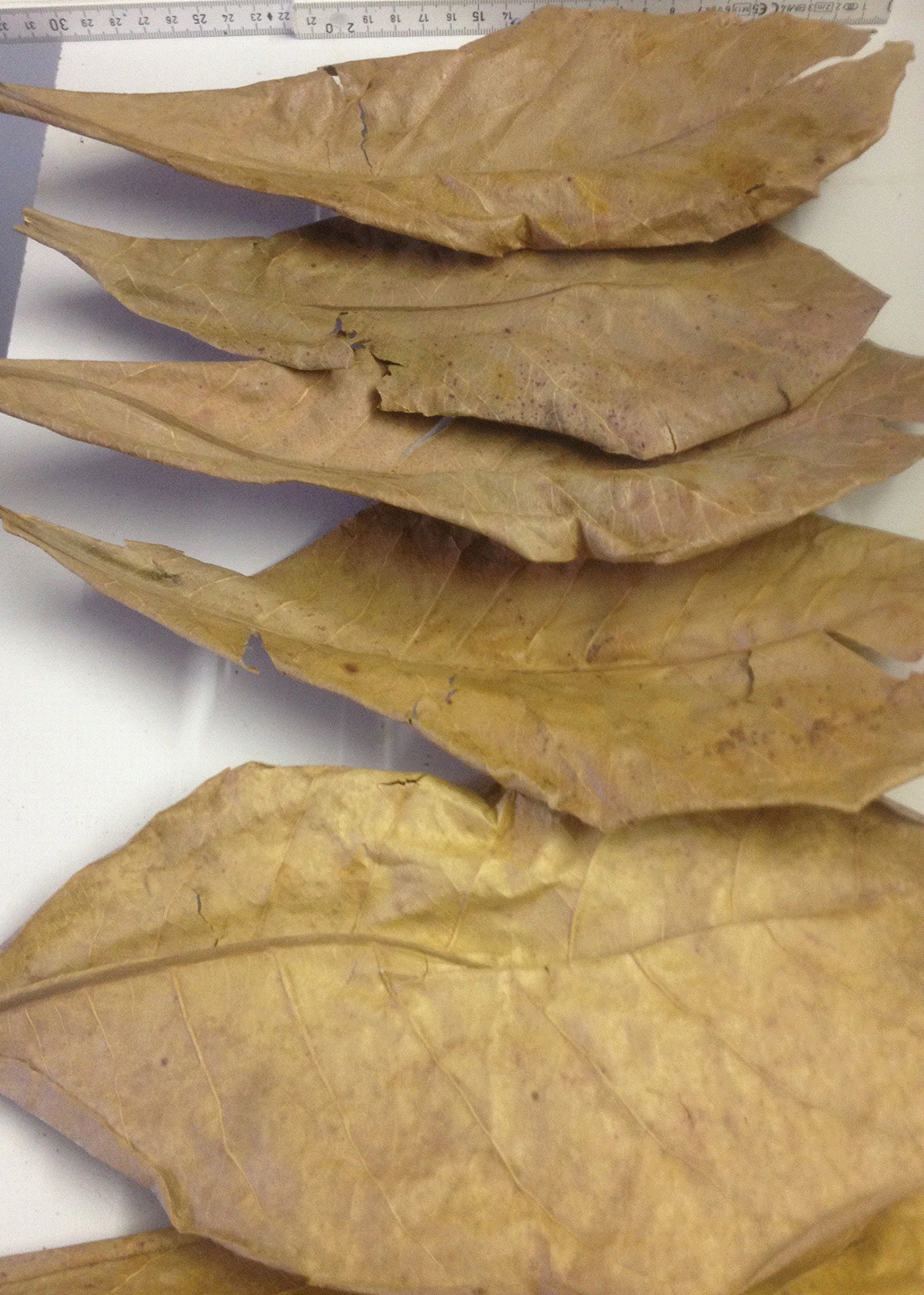 150g Seemandelbaumblätter XXL – Catappa Leaves 2 Produktbild-Vorschau 3