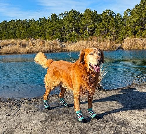 Miniatura 2 de Botas protectoras de neopreno para perros con correas reflectantes en 5 tamaños (turquesa)
