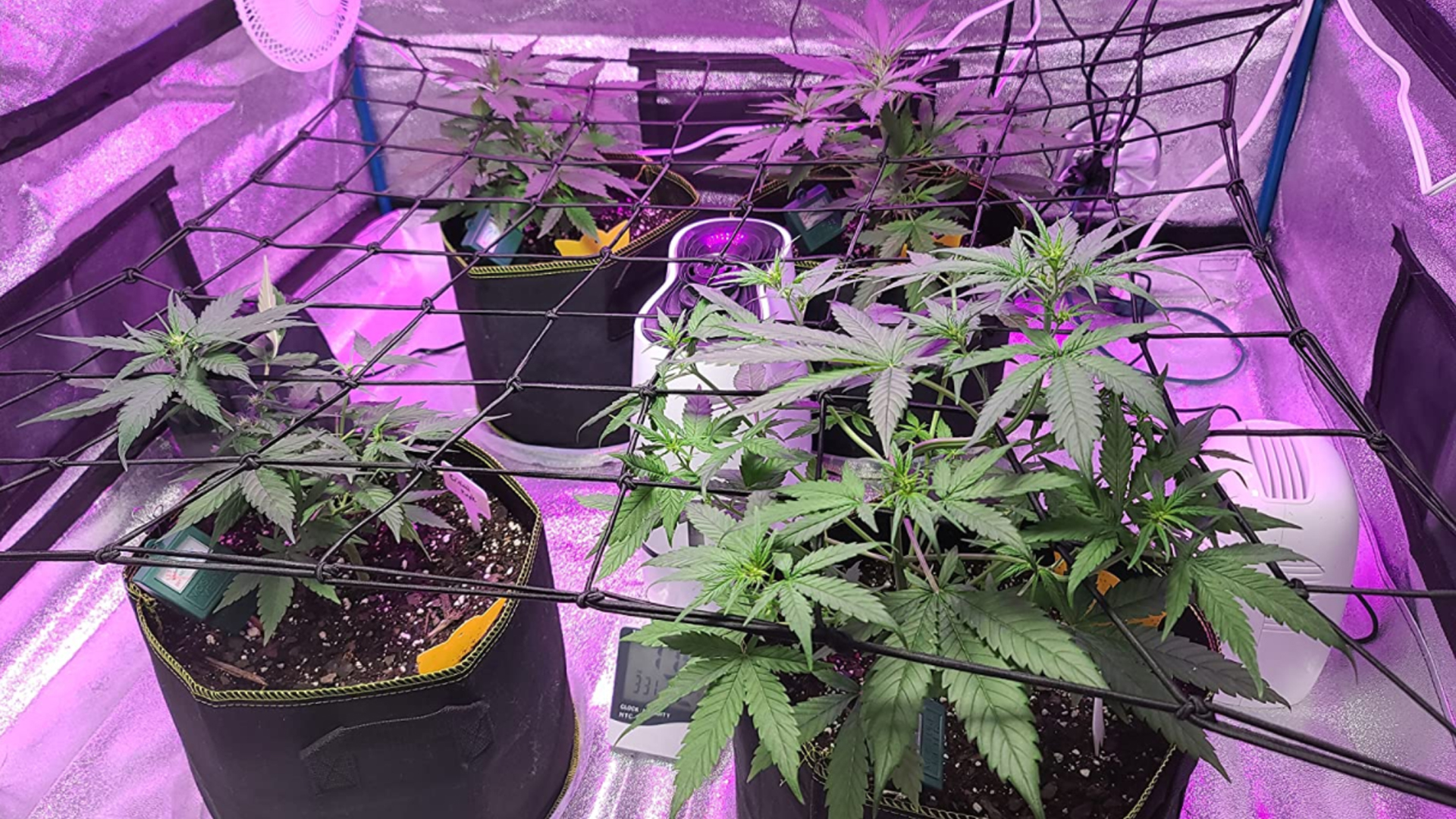 grow tent trellis 2x2 Ft Net for Tent, Elastic Trellis Netting Plant Net Fahrrrad Hose | Atmungsaktiv & Performance Fit (Größe):XL Okuma Cold Water Low alesis module holder Different sizes available