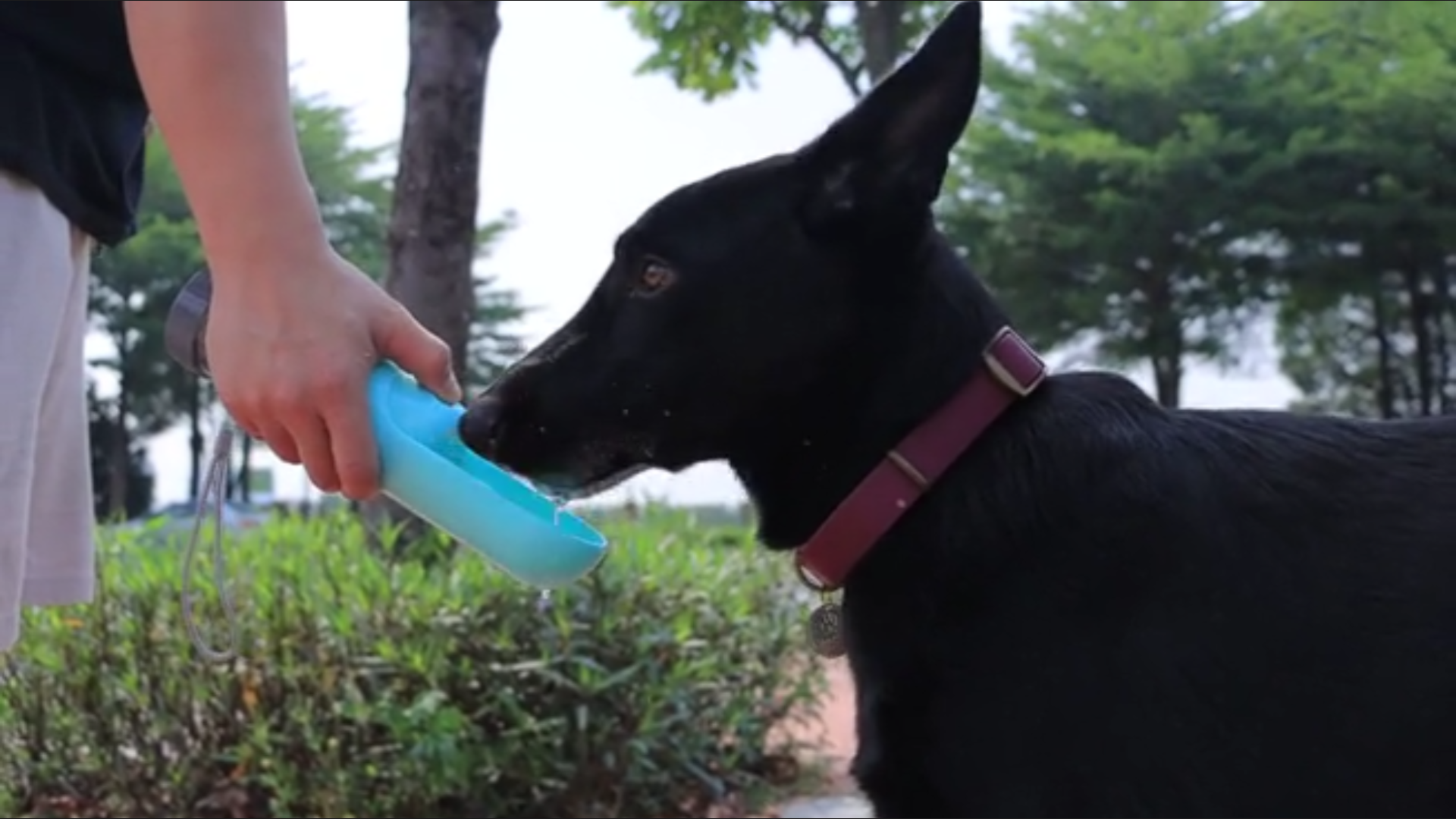 Dog Cat Travel Water Bottle: Portable Leak-Proof Dog Water Dispenser, Suitable for Kitty and Puppy Outdoor Walking… - Image 7