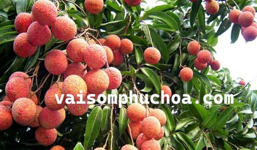Vai som phuc hoa