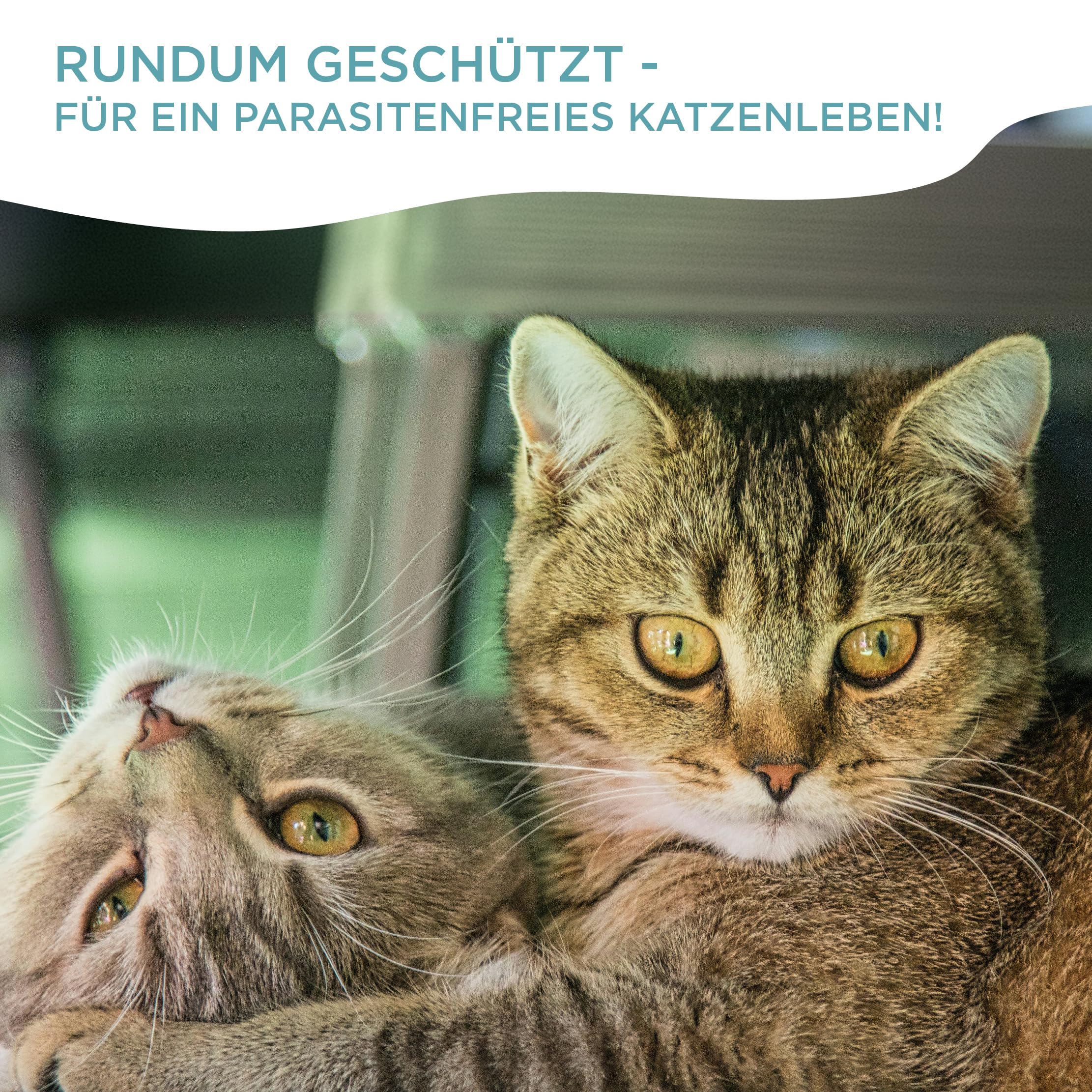 OptiPet x2 Ungezieferhalsband für Katzen | 4 Monate Schutz beiFlöhe Zecken Mücken Milben - reflektierend, für Katzen ab 12 Wochen | Flohhalsband Katzen/Zeckenhalsband für Zeckenschutz Katze