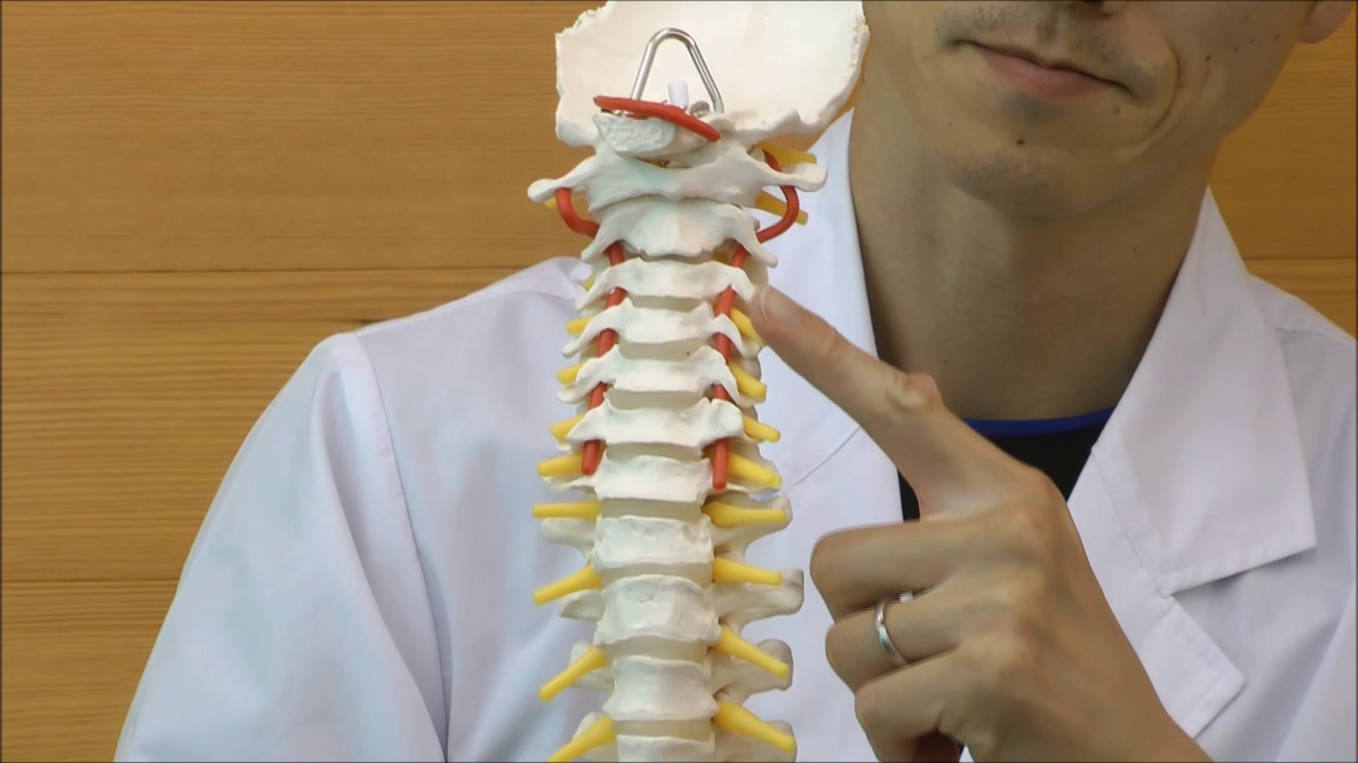 3B Scientific 脊柱模型 骨格標本 Amazon.co.jp: 実物大の脊柱模型：姿勢保持・ヘルニア病変付き，可動型