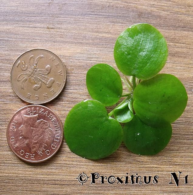 10 Mini Limnobium, plantas vivas