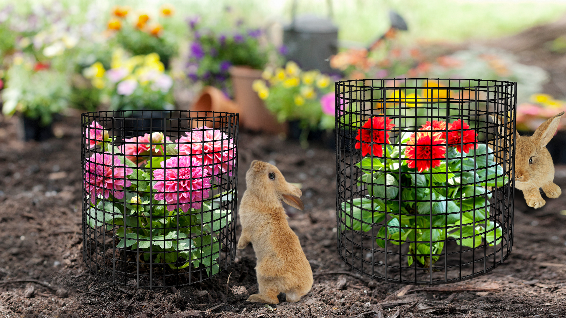 Top 5 eenvoudigste groenten voor beginners - starten met moestuinieren - België