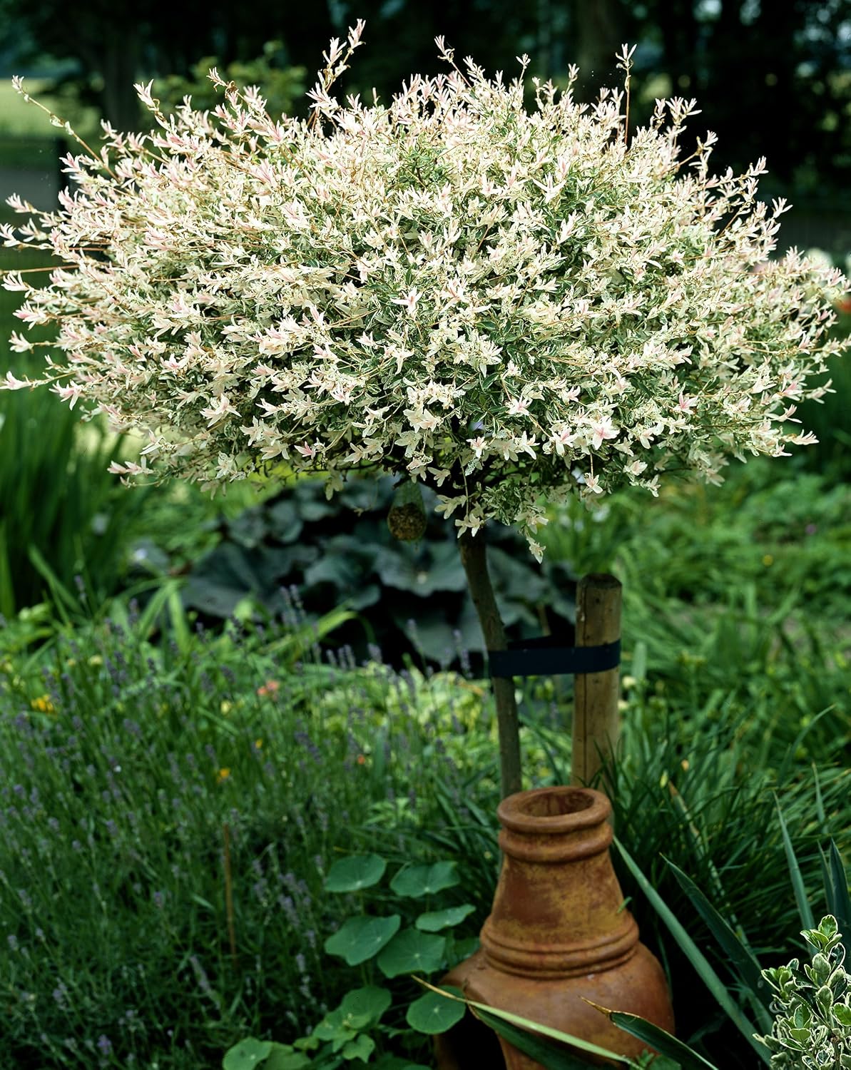Japanische Harlekinweide Hakuro Nishiki® als Stämmchen Amazon.de Garten