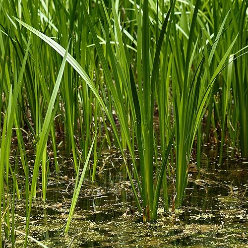 Miniatura 3 de Semillas de bandera dulce (Acorus Calamus americanus) Más de 50 semillas de hierbas medicinales en cápsulas de semillas congeladas para el jardinero