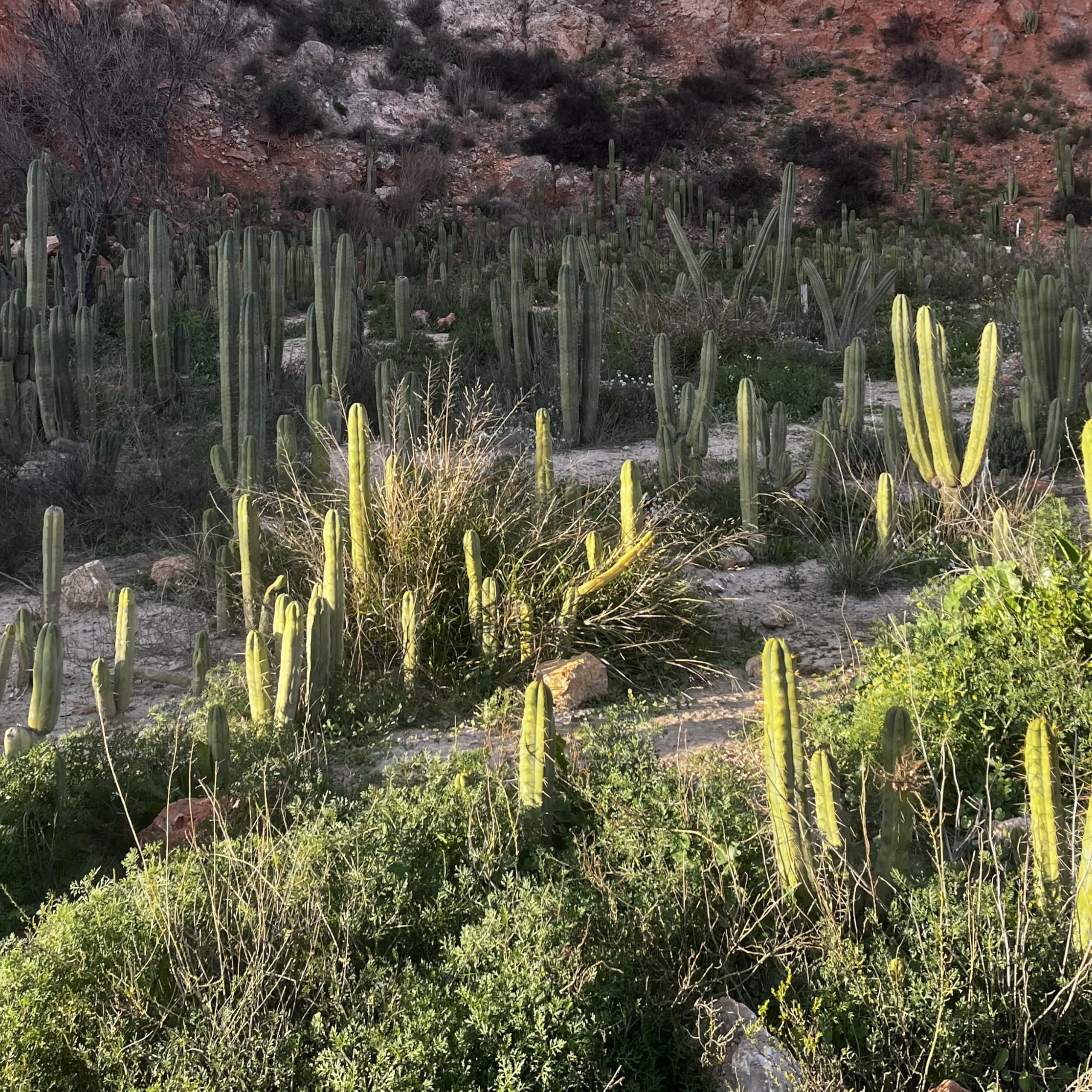 Semillas de San Pedro cactus thocereus pachanoi 5 semillas: solo semillas: Amazon.es: Jardín