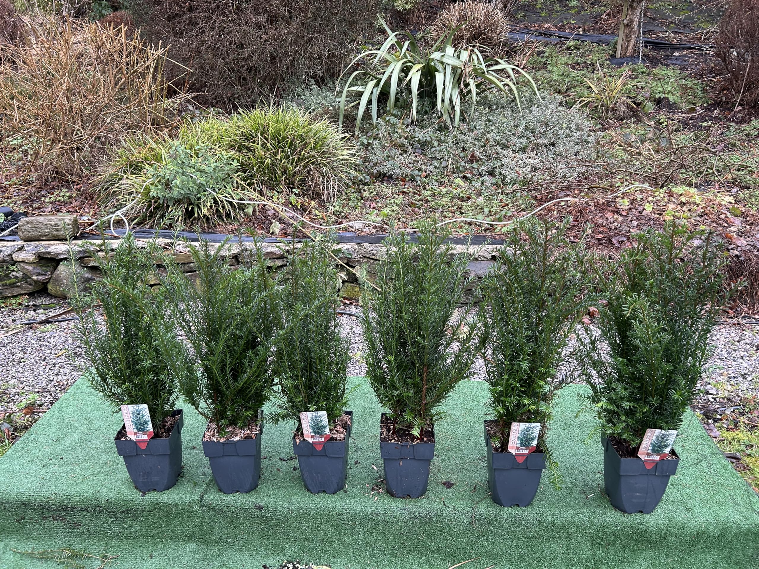 British Yew Hedging Trees, Evergreen, 60-70cm, 6 Pack