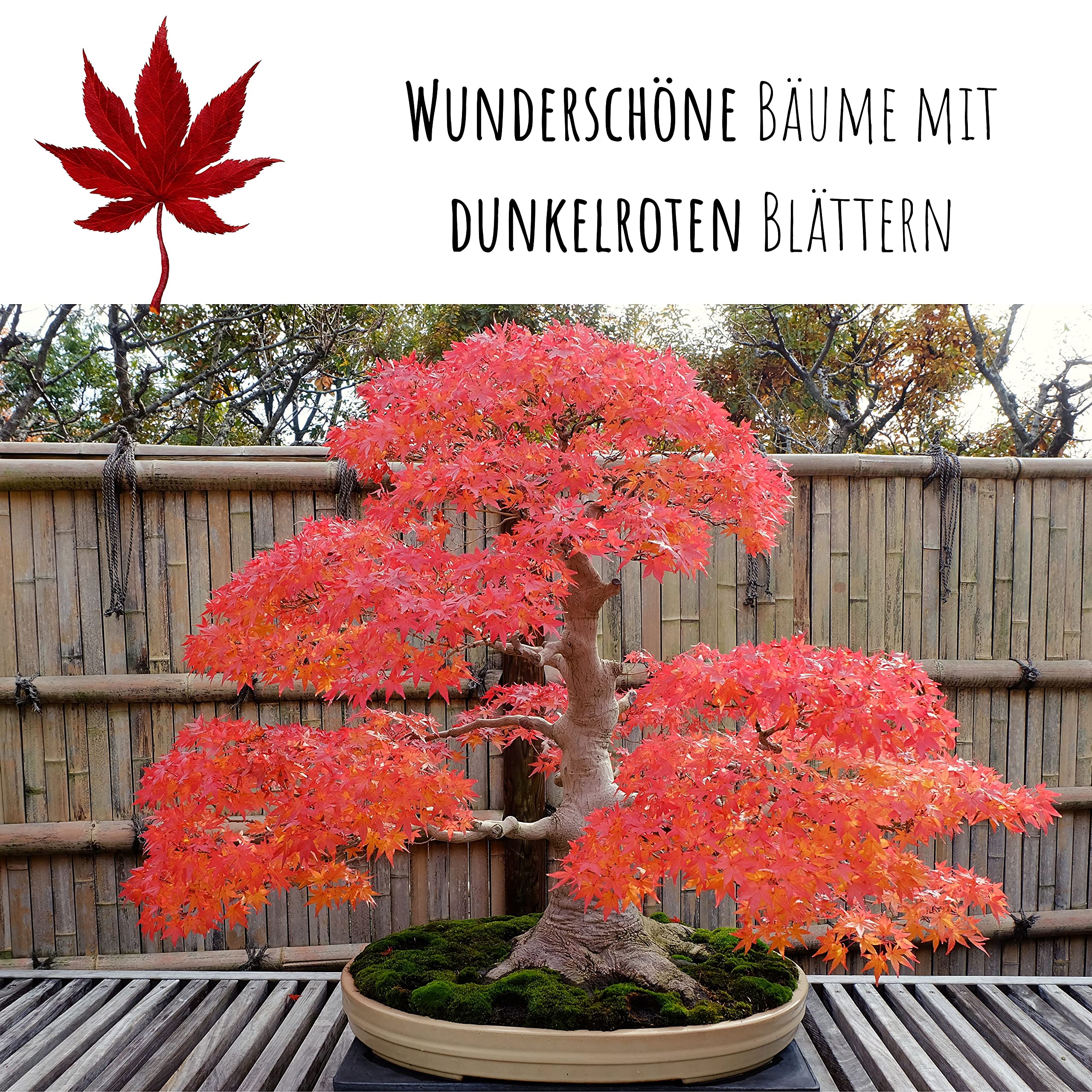 Auergewhnliche Bonsai Samen mit hoher Keimrate - Pflanzen Samen Set fr  deinen eigenen Bonsai Baum (1x Roter Fcherahorn) : Amazon.de: Garten