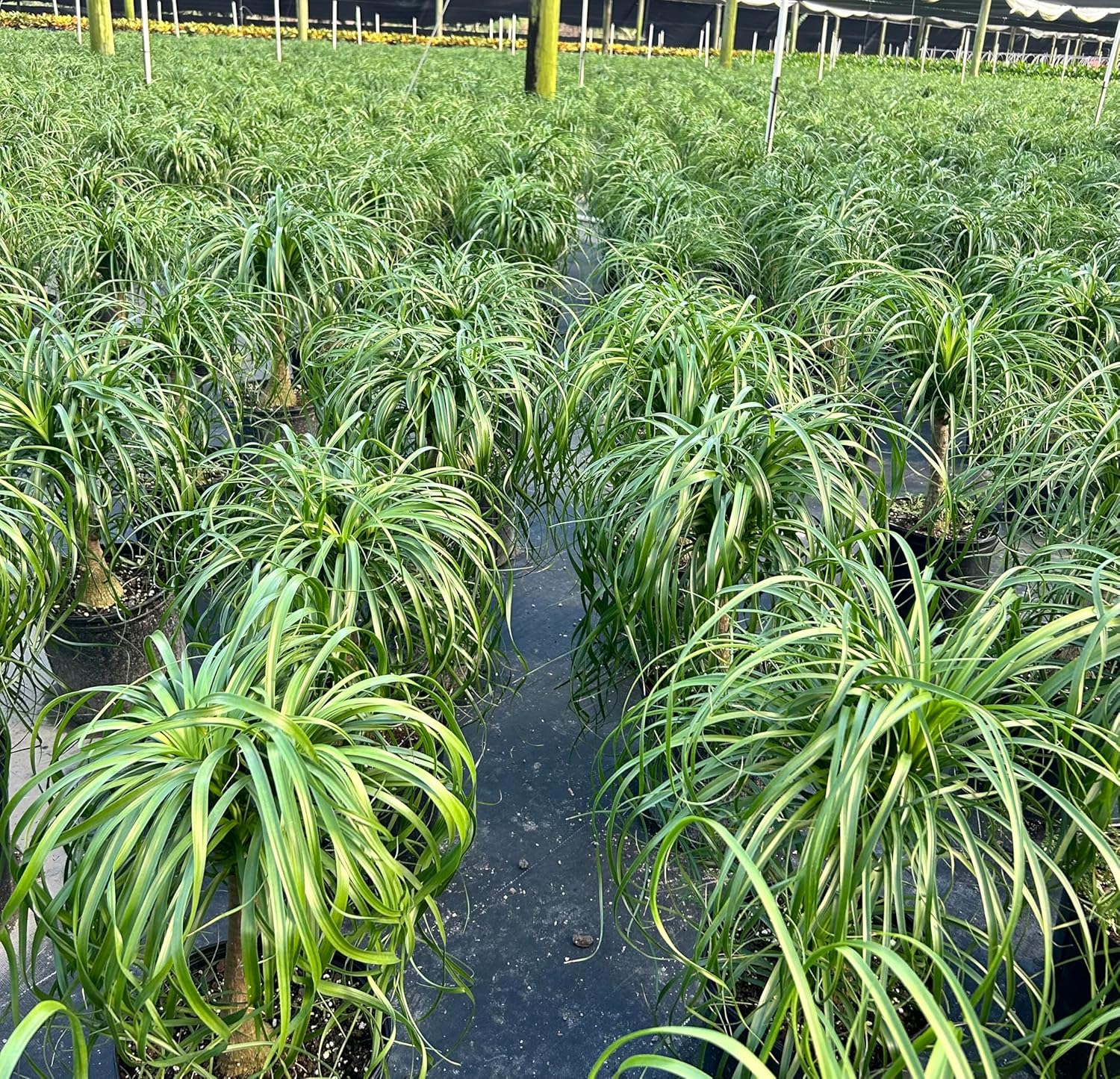 Ponytail Palm ‘Elephant’s Foot’ – 10 Inches Grower Pot – Live Indoor/Outdoor Drought-Tolerant Plant – Air Purifying, Easy Care Houseplant for Home Décor