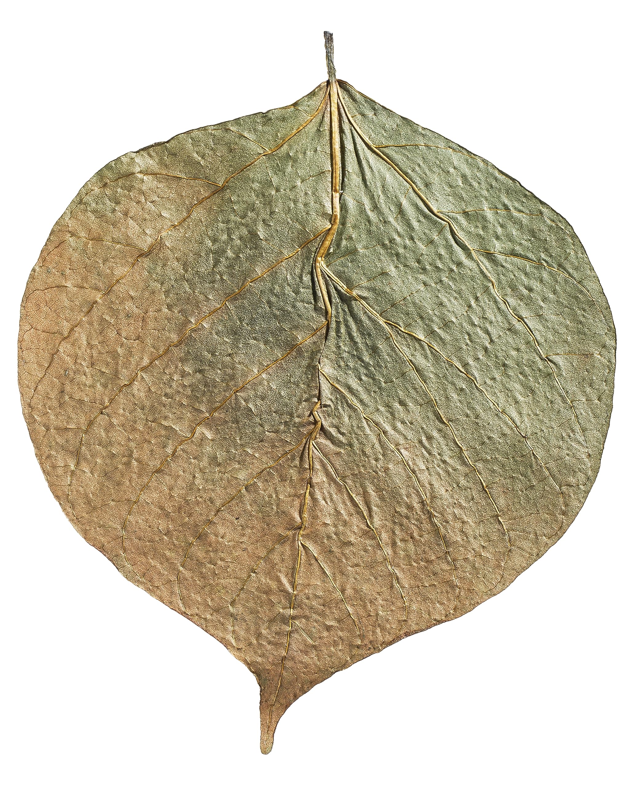 ARKA - Dadap Leaves 7-13cm (10stk), multicolor, 1 count (Pack of 10) - Image 4