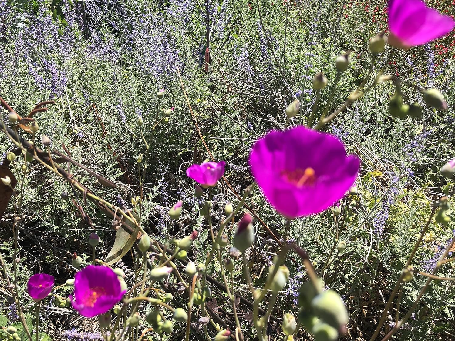 3 Starter Plants of Rock Purslane Shining Pink Calandrinia spectabilis