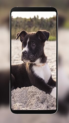 4K puppy wallpapers