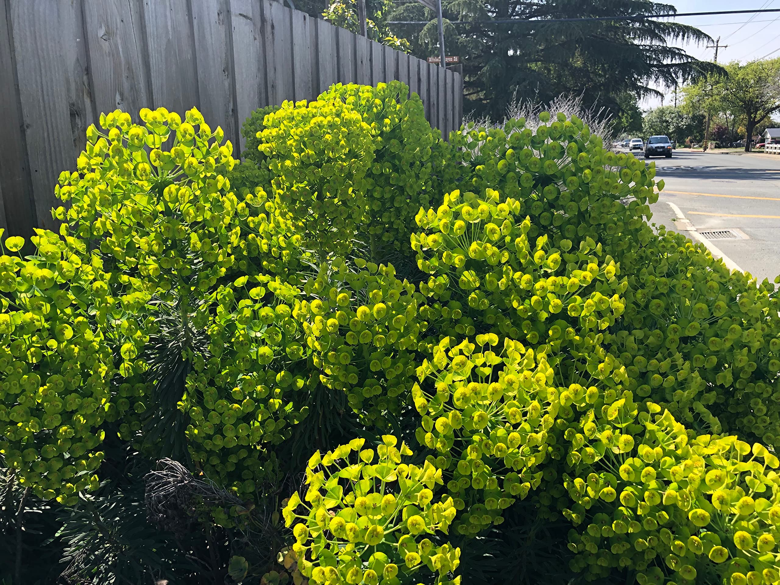 3 Starter Plants of Euphorbia characias subsp. Wulfenii