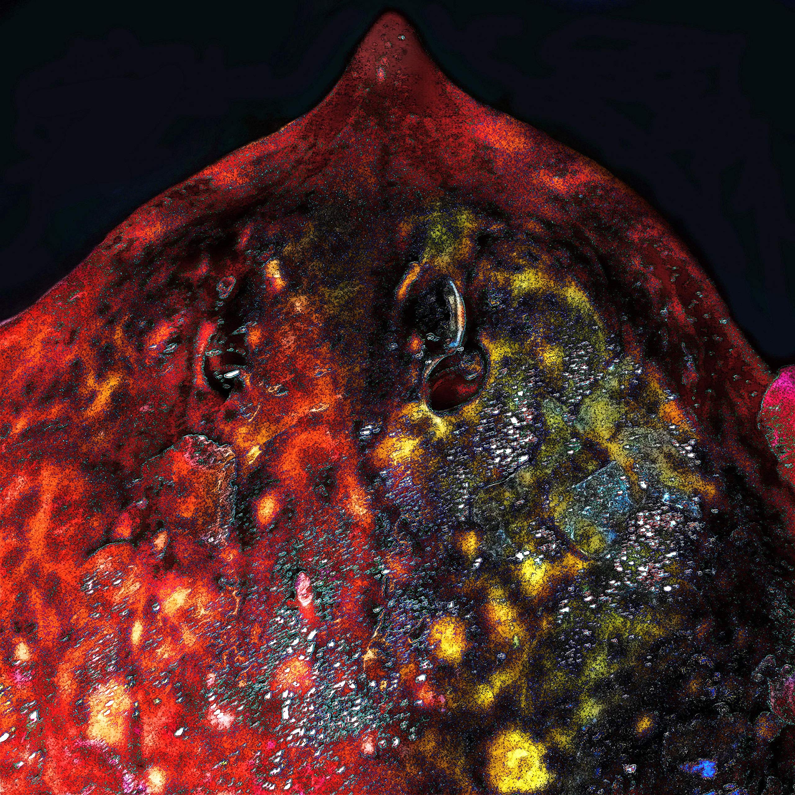 Groundcover for Full Sun