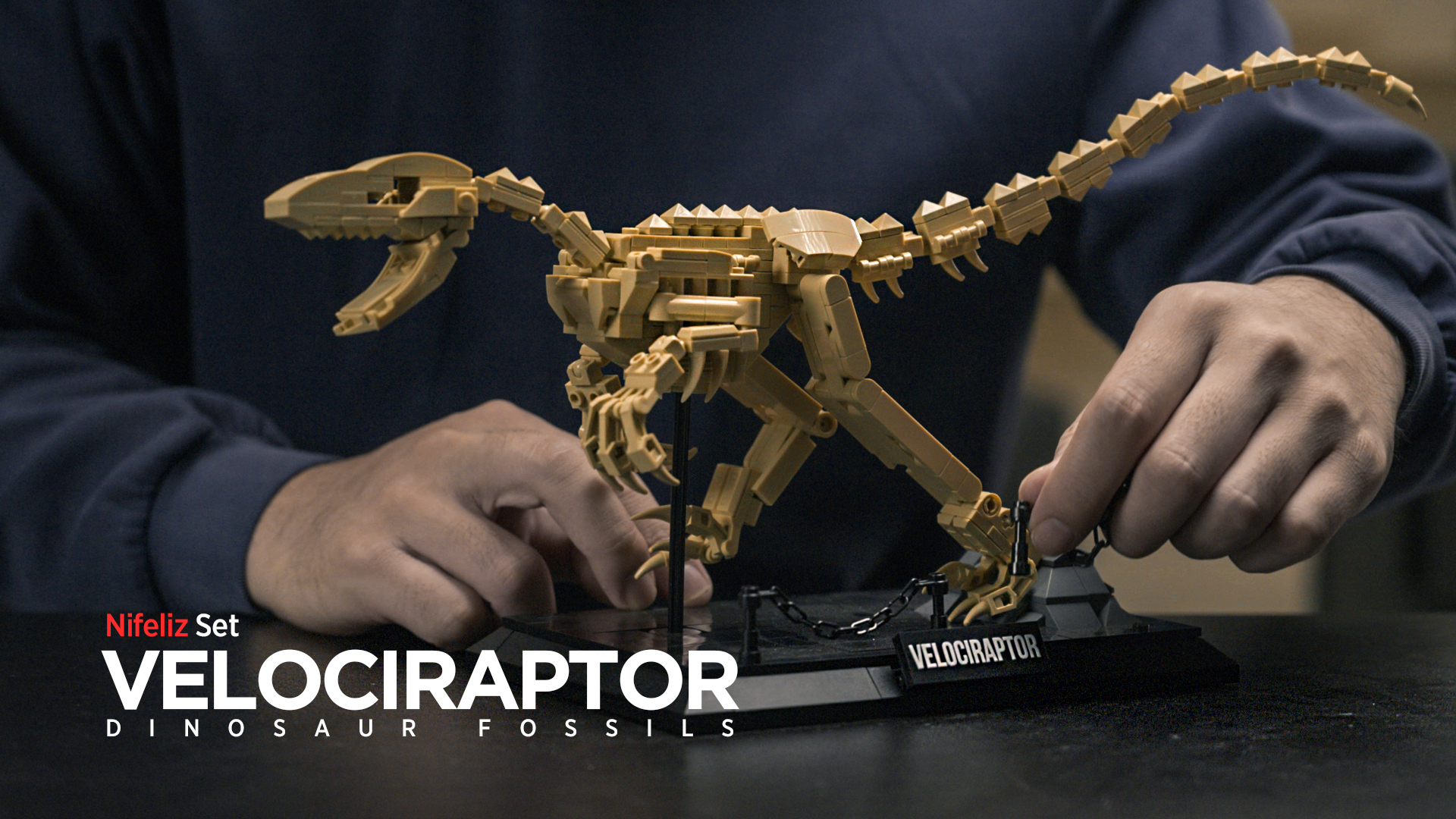 Amazon.com: Nifeliz Velociraptor Fossil Model Set, Dinosaur