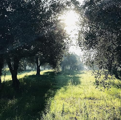 Miniatura 6 de AOVE orgánico de alta montaña  Aceite de oliva virgen extra griego cultivado en Little Gypsy Farms Estate  5 x polifenoles altos  lote pequeño