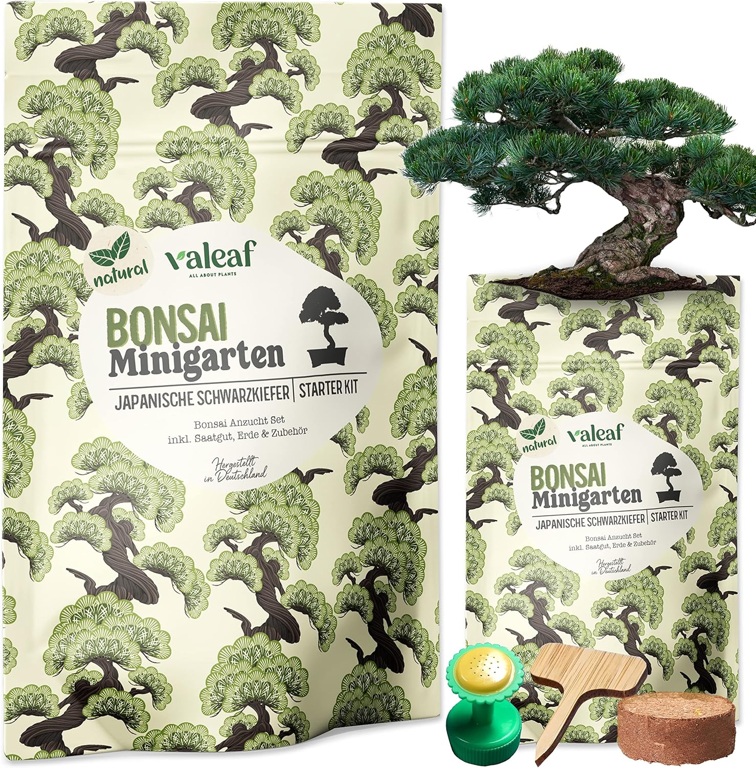 valeaf Bonsai Starter Kit Japanische Schwarzkiefer I Bonsai Samen Set I