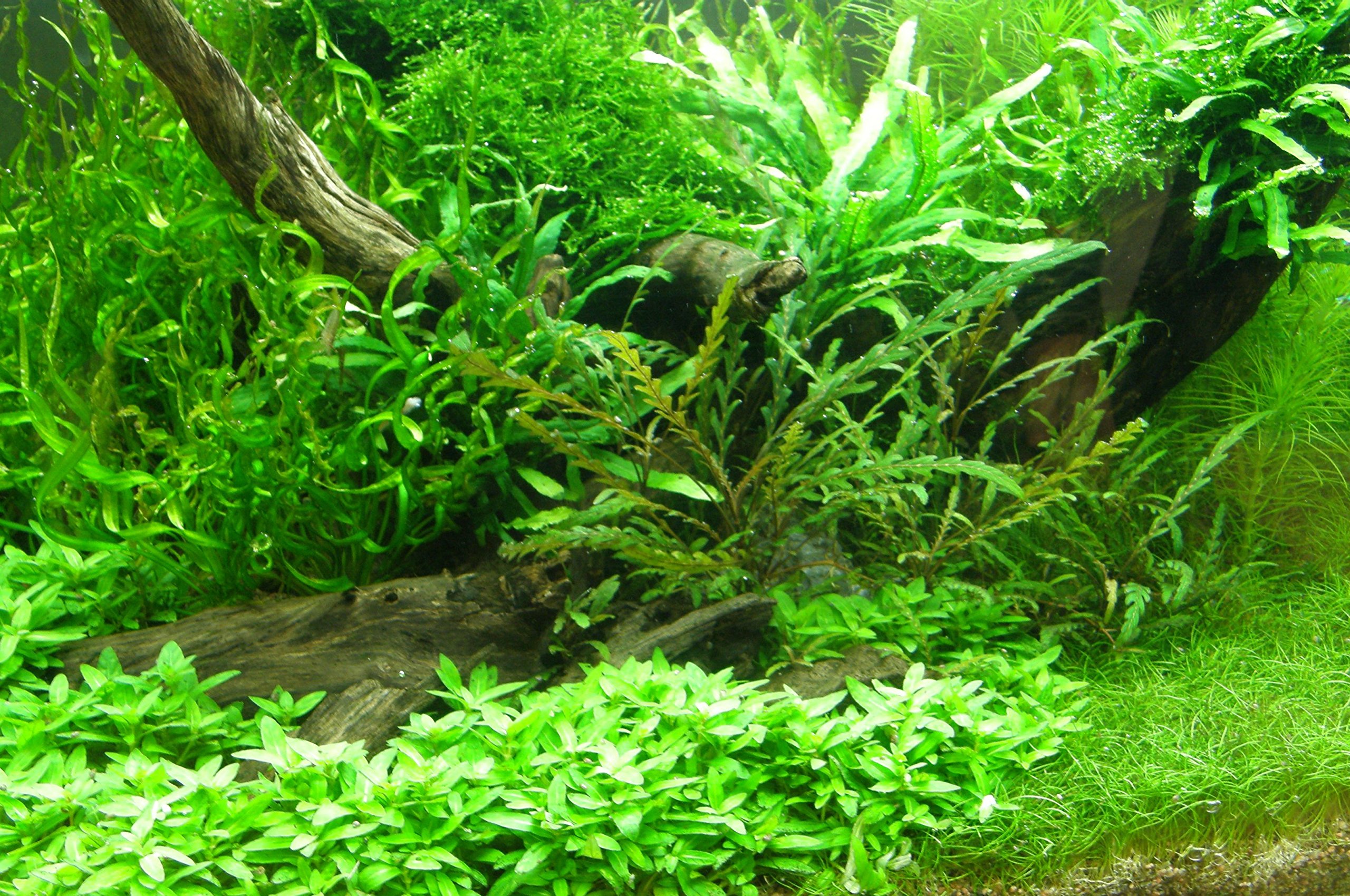 Mühlan Topartikel- 10 Töpfe + 10 Bund Wasserpflanzen, Aquarienpflanzen für alle Bereiche ihres Aquariums