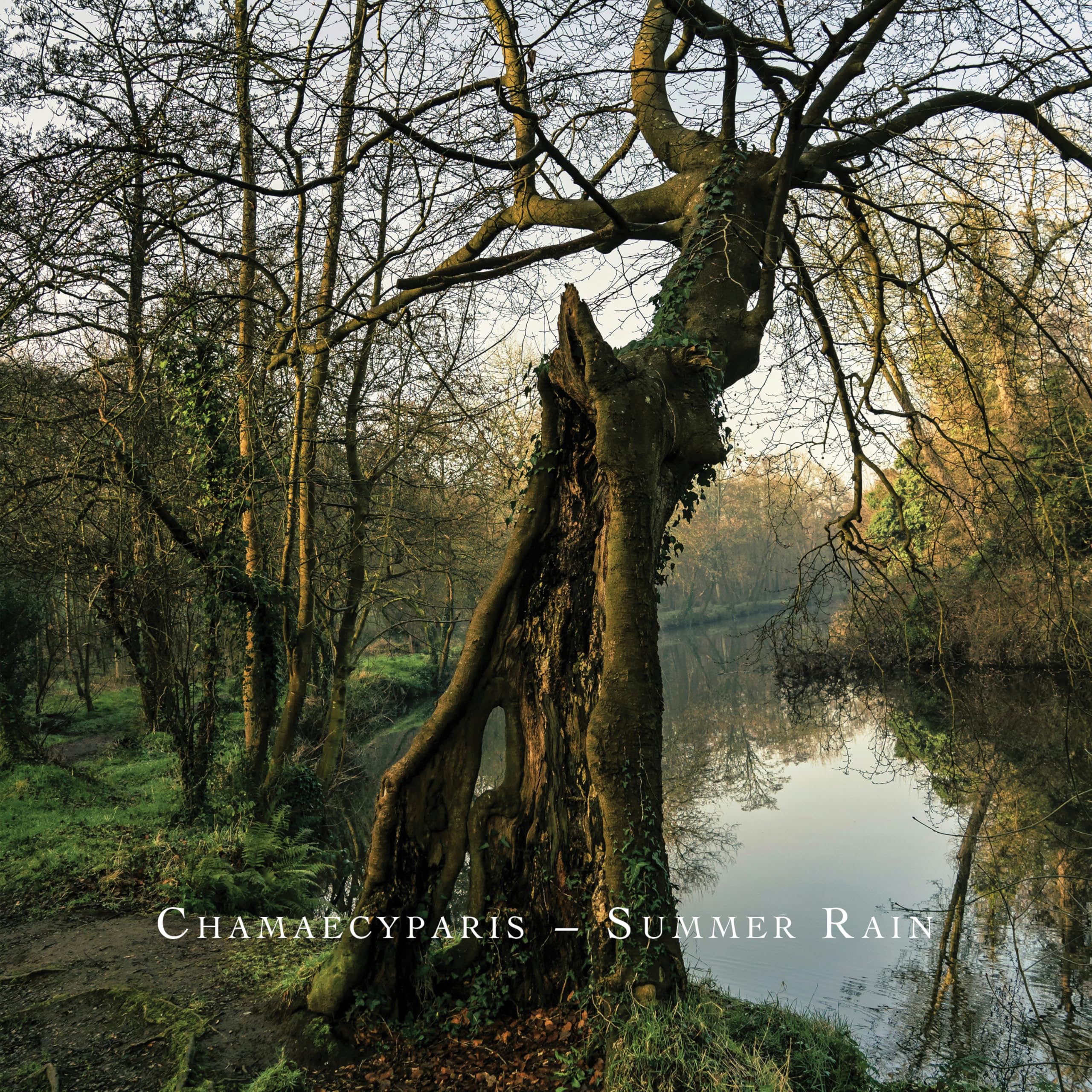 Chamaecyparis