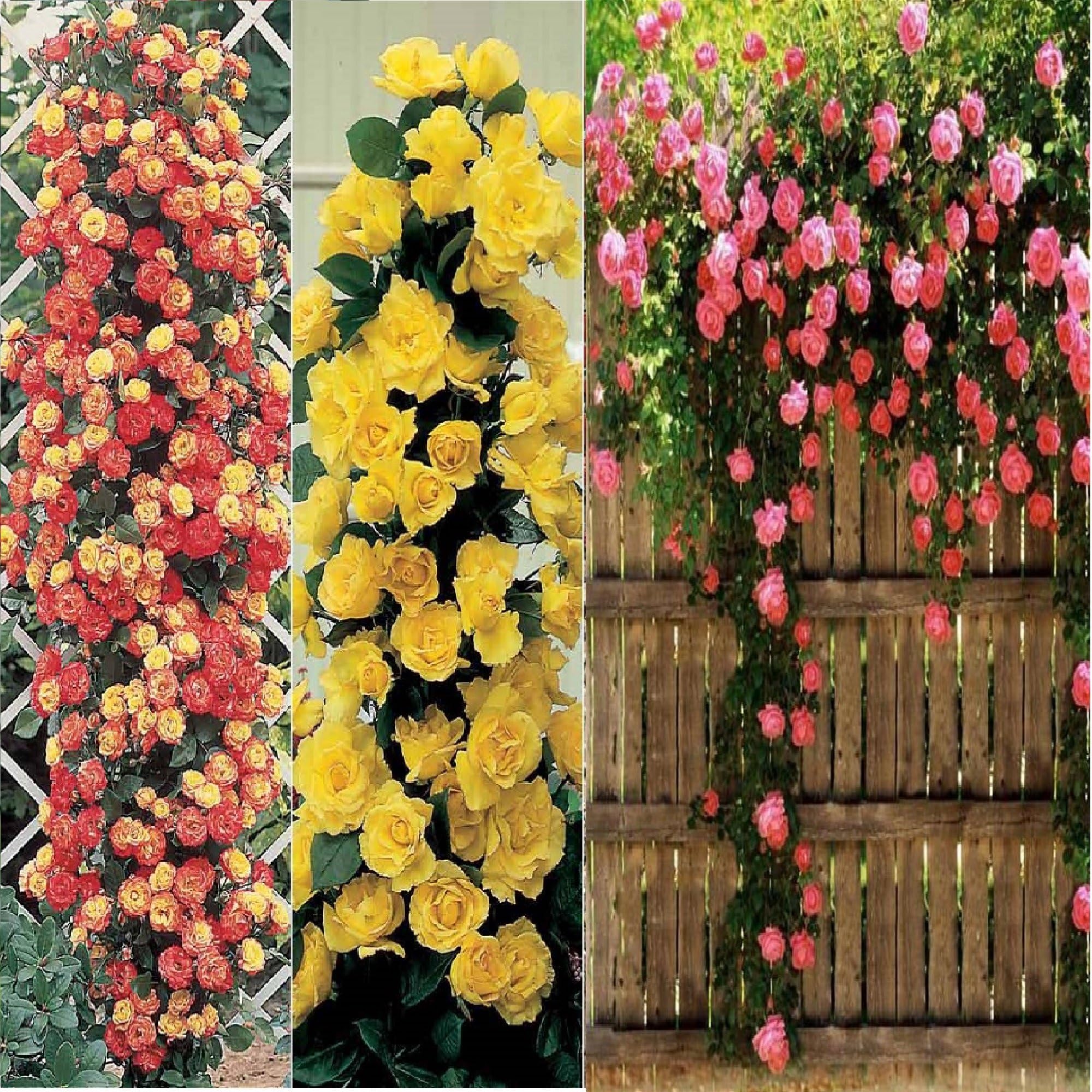 Vasuworld 4 Color Combo Climbing Rose(Yellow+Pink), Rare Rose(Red-Black+Velvet) Tree-Plant Seeds/60 Seeds