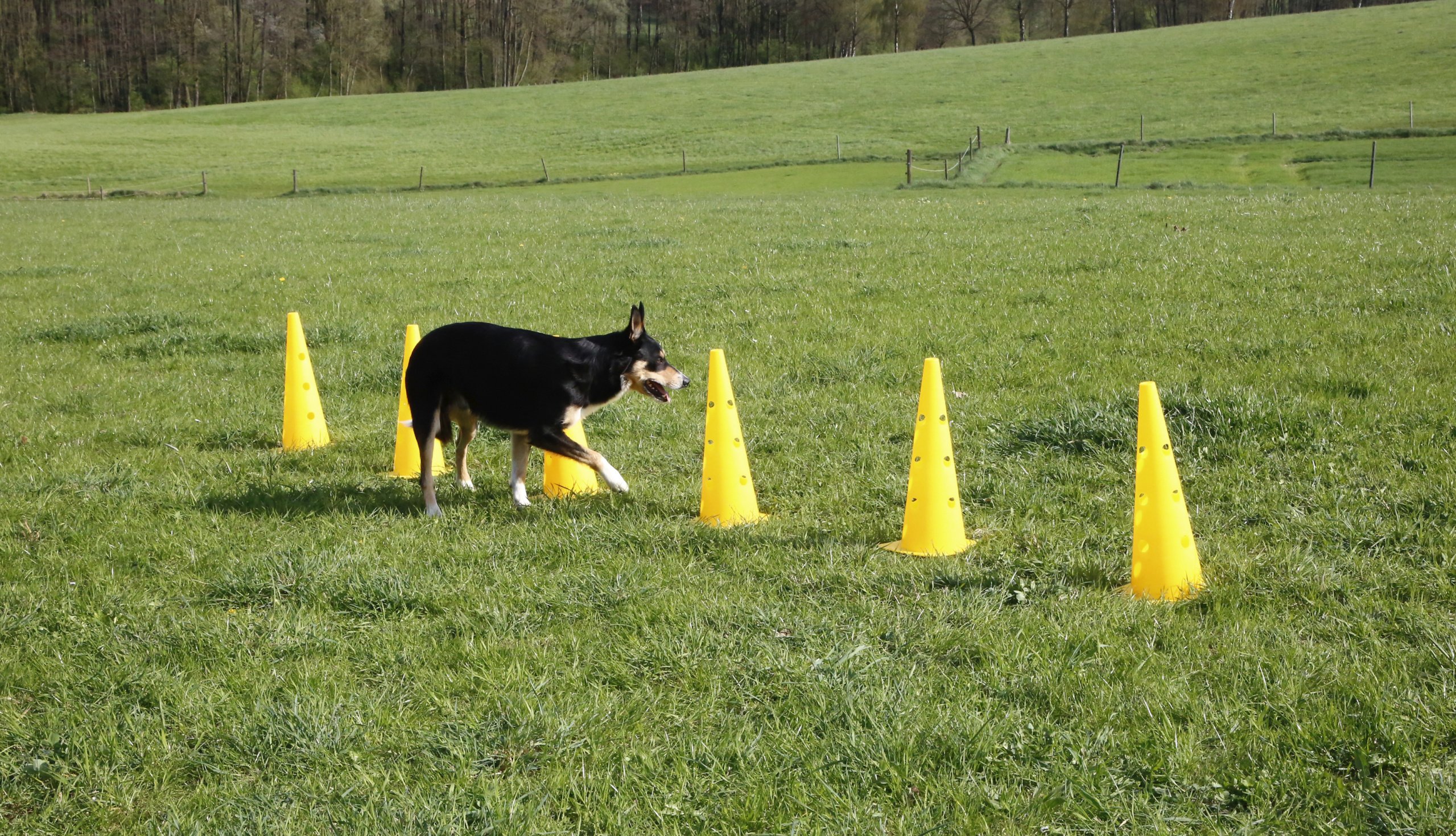 KERBL 81994 Agility Lot Cônes/Barres d'Obstacle pour Chien