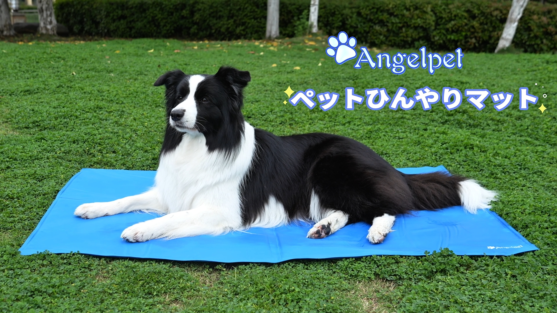 Amazon | Angelpet ペット ひんやりマット【ペット専門家監修】犬 猫