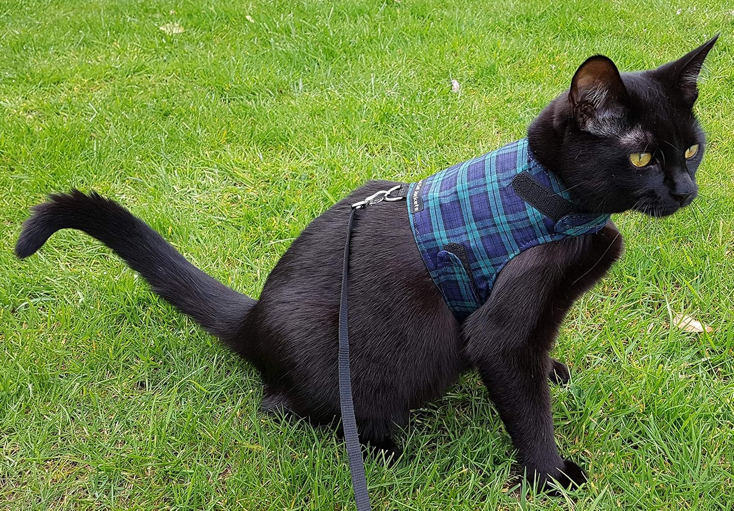 Mynwood Cat Jacket/Harness Black Watch Tartan Adult Cat