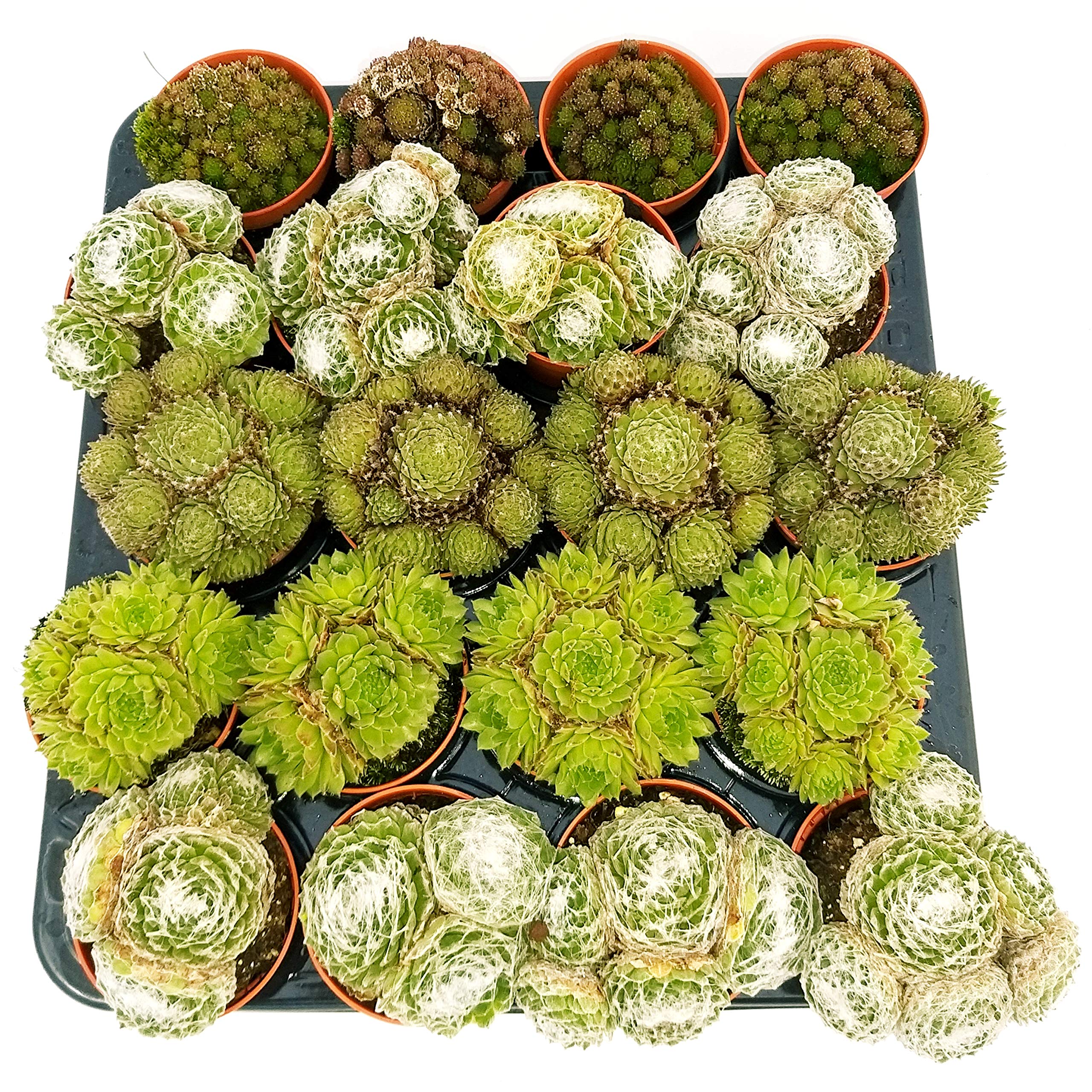 POWERS TO FLOWERS - SEMPREVIVI MINI SET 20 PEZZI, piante vere