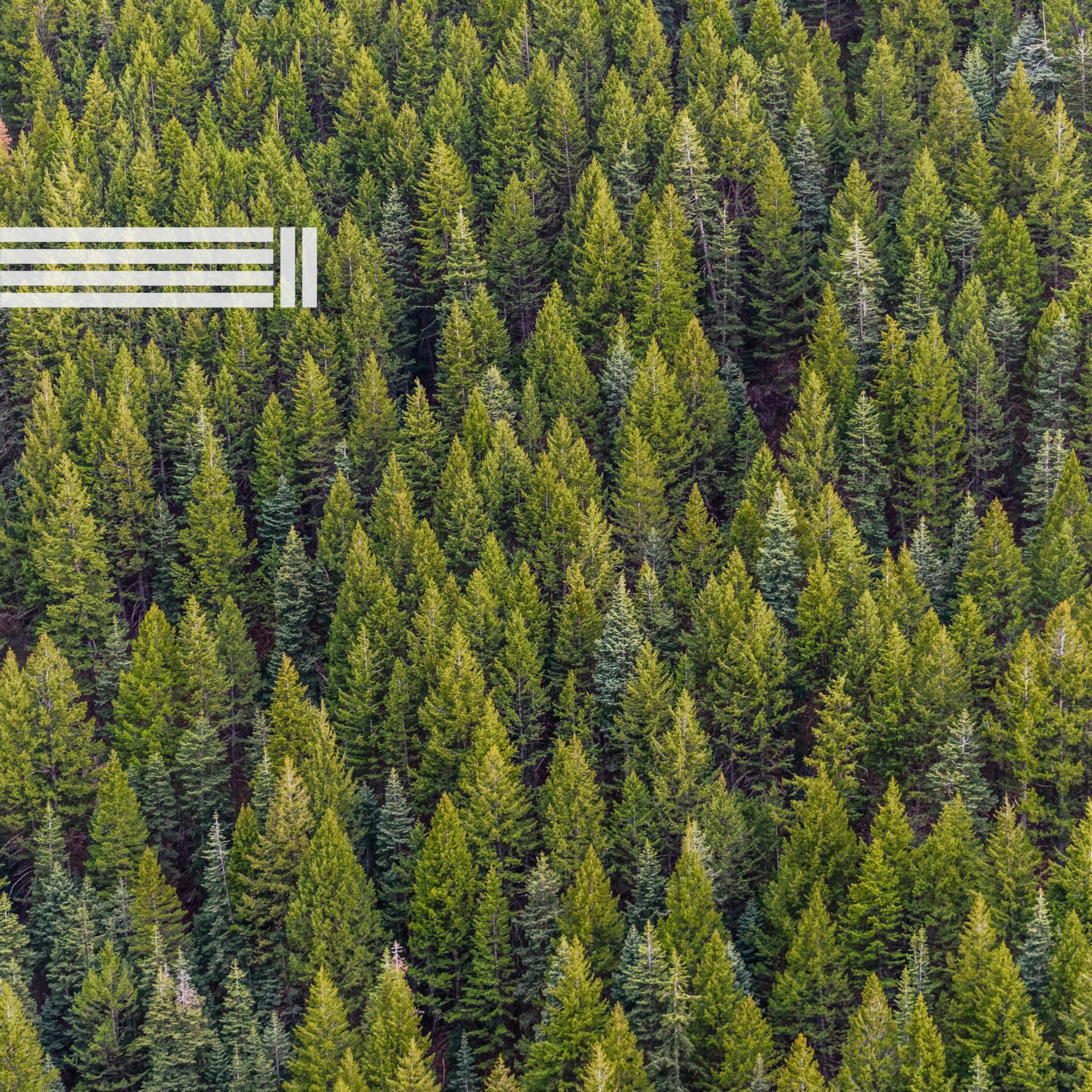 Ruhige Geräusche Des Waldes