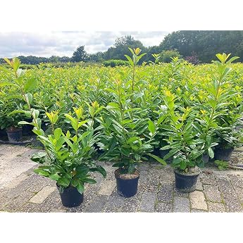 Novita Cherry Laurel 80 - 100 cm in Pot Bushy XXL Multi-shoot Hedge Plants Prunus Laurocerasus Laurel Garden Hedge Privacy Screen Cherry Laurel Hedge Evergreen Hardy Hedge